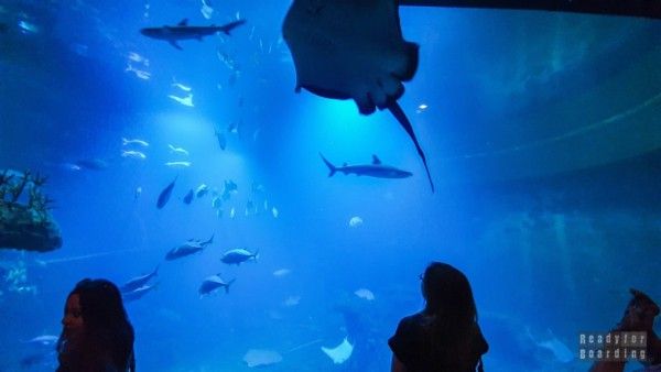 Oceanarium - Wroclaw