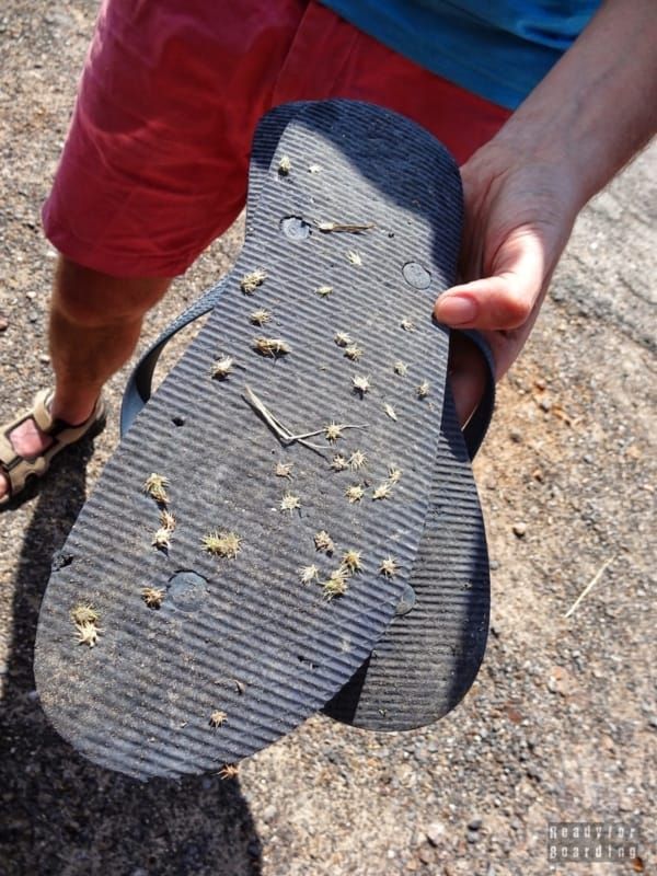 A souvenir from the beach - Cayo Jutias, Cuba