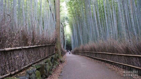 The Bamboo Path in Kyoto