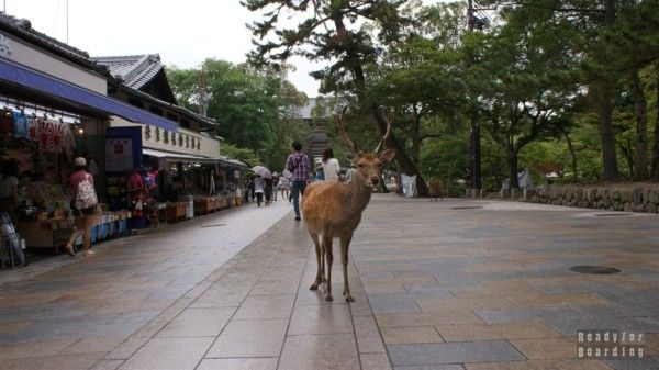 Nara - Deer in front of Nandaimon Gate to Todaiji Temple