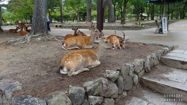 Nara - Daniele/Jelons in Nara Park