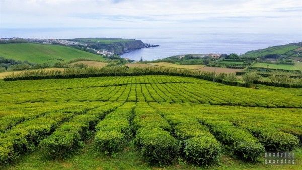 Porto Formoso tea plantation - São Miguel, Azores