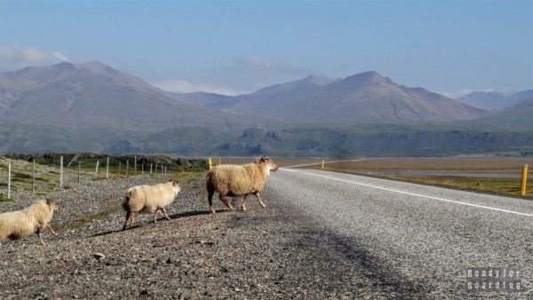 Iceland - the road from Hofn to Reyðarfjörður